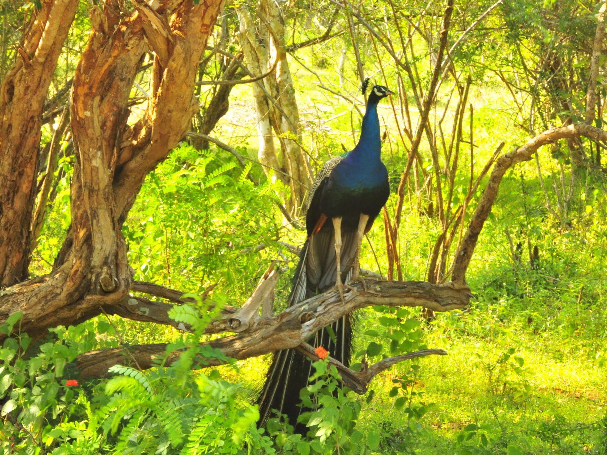 Hotel Yala Beddegama Eco à Kataragama Extérieur photo